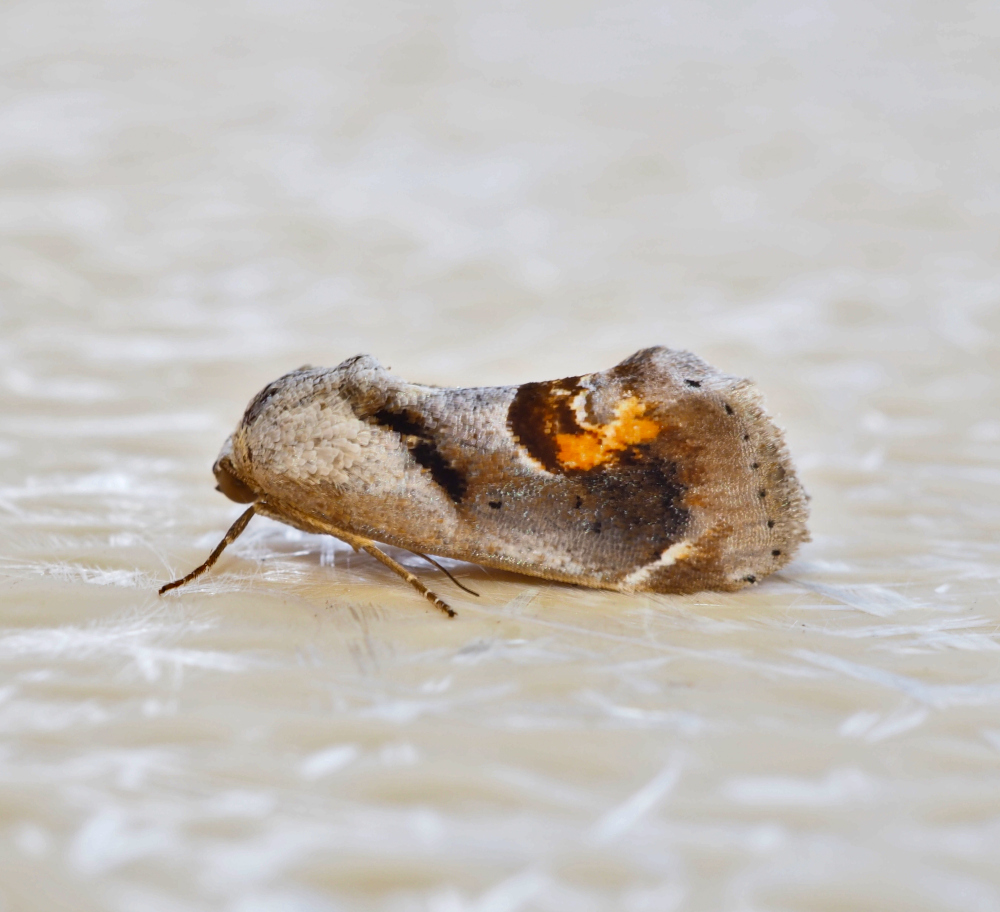 I guess if birds ate Cheetos_20240627.jpg
